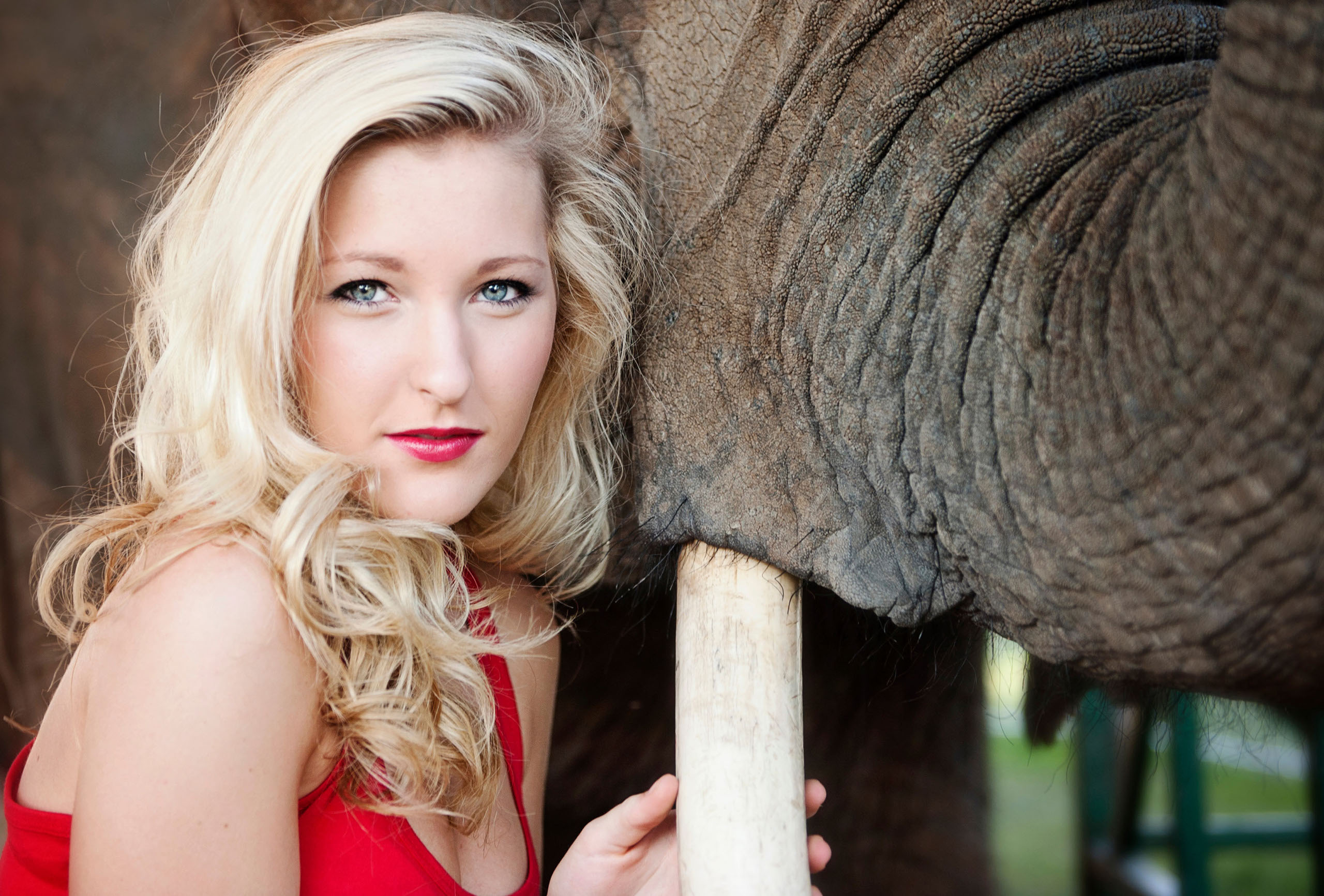 A Senior photo of Anthony Wayne High School student, Kelsey, posing with an Elephant at the Toledo Lucas County Fair.